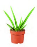 Aloe Vera Komad