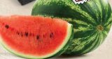 Domaća lubenica Zemlja podrijetla Hrvatska MPC 02.05.2025. = 0,65 €k