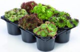 Sempervivum