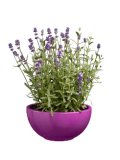 Lavanda