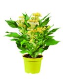 Pijetlova krijesta (Celosia) mix Komad