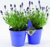 Lavanda Duo (u ukrasnoj tegli) Komad