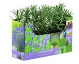 Lavanda angustifolia 1 kom 