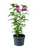 Clematis mix 1 kom 