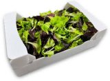 ZELENA I CRVENA SALATA 250 g
