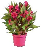 Pijetlova krijesta (Celosia) mix 1 kom.