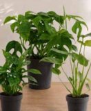 Monstera Mix 