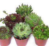ČUVARKUĆE Teglica 20 cm
