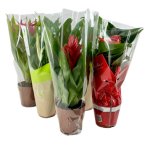 CVJETNI MIX 12 cm