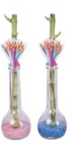 LUCKY BAMBOO 8 cm 1 kom