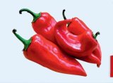 Paprika roga crvena