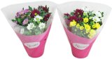 KRIZANTEMA FANCY&FUSIO Ø 12 cm, razne boje 1 kom