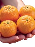 Domaća mandarina