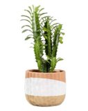 Euphorbia (u ukrasnoj tegli)