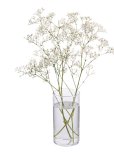 Gypsophila (Sadarka) 1 kom