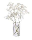 Gypsophila (Sadarka)