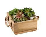 Sempervivum (u drvenoj kutiji) 1 kom
