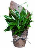 Sobno bilje mix 'Eco'