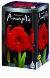 Amarilis - lukovice
