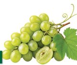 Grožđe bijelo 1 kg MPC 2.5.2025.: 3,69 € Zemlja podrijetla: Italija