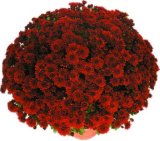 KRIZANTEMA MULTIFLORA razne boje Ø 20 cm 1 kom
