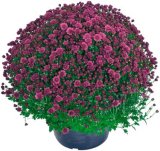 KRIZANTEMA MULTIFLORA razne boje Ø 25 cm 1 kom