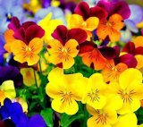 MAĆUHICA (VIOLA)