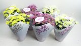 KRIZANTEMA SPIDER ELLE FLEUR 1 kom