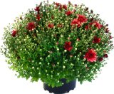 Krizantema (lat. Chrysanthemum multiflora) T25