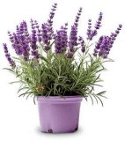 LAVANDA