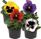 Maćuhica (lat. Viola x wittrockiana)