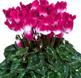 Volmary Ciklama 'Indiaka' (lat. Cyclamen persicum)