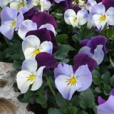 Volmary Viseće maćuhice 'Ice Teenies' (lat. Viola x wittrockiana)