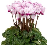 Volmary Vrtna mirisna ciklama (lat. Cyclamen persicum)