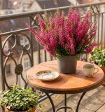 Vrijesak 'Beauty Ladies' (lat. Calluna vulgaris)