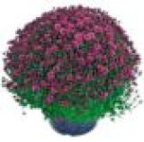 KRIZANTEMA MULTIFLORA