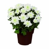 Krizantema multiflora ili tajmovka