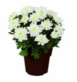 Krizantema multiflora Komad