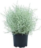 Leucophyta