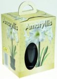 Amarilis (u teglici)