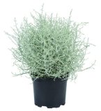 Leucophyta