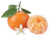 Mandarina