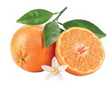 Mandarina