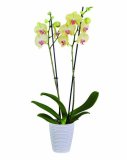 Orhideja phalaenopsis (u tegli)