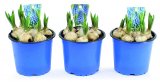 Muscari u tegli 12 cm