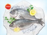 Svježa orada 620g