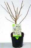 Magnolia 17cm
