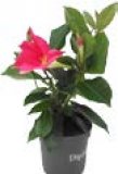 Cvijet Mandevila 25 cm
