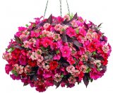 Pelargonija dupla