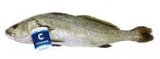 Kornatska Hama Cromaris 1 kg
